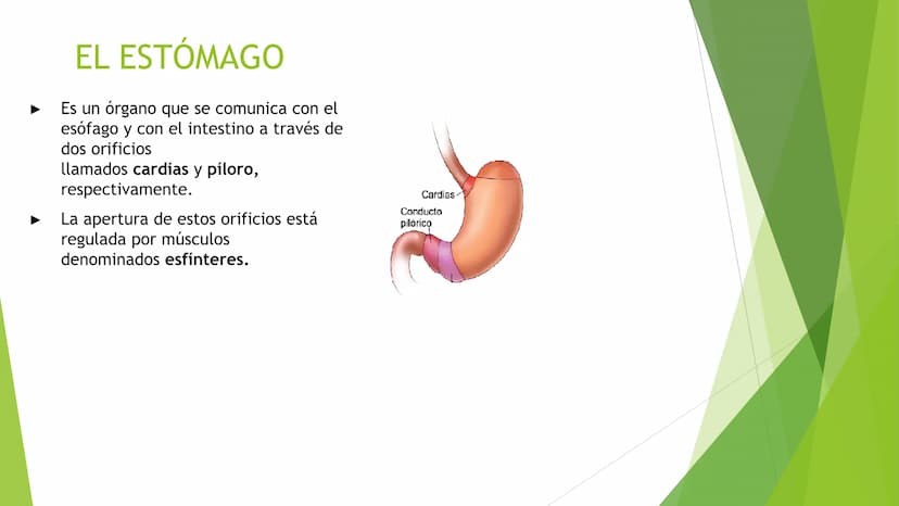 EL APARATO DIGESTIVO Funciones:
Digieren los alimentos.
Absorben los nutrientes.
Formado por:
Tubo digestivo
Glándulas digestivas.
El aparat