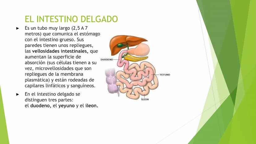 EL APARATO DIGESTIVO Funciones:
Digieren los alimentos.
Absorben los nutrientes.
Formado por:
Tubo digestivo
Glándulas digestivas.
El aparat