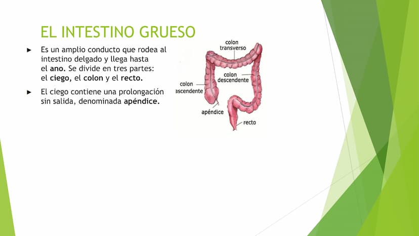 EL APARATO DIGESTIVO Funciones:
Digieren los alimentos.
Absorben los nutrientes.
Formado por:
Tubo digestivo
Glándulas digestivas.
El aparat