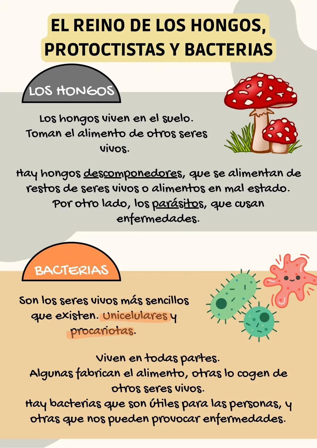 El reino de los hongos, protoctistas y bacterias