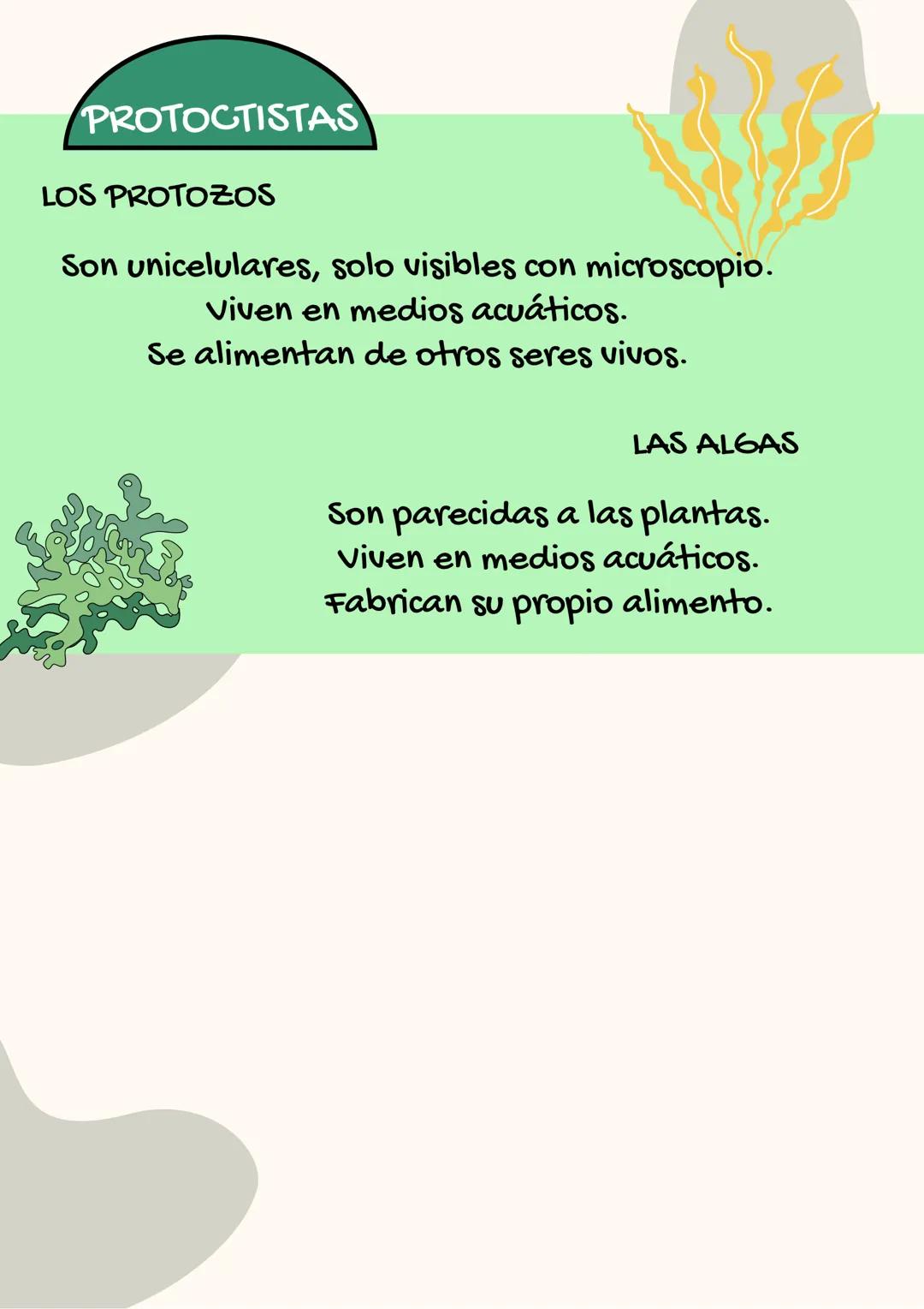 EL REINO DE LOS HONGOS,
PROTOCTISTAS Y BACTERIAS
LOS HONGOS
Los hongos viven en el suelo.
Toman el alimento de otros seres
vivos.
Hay hongos