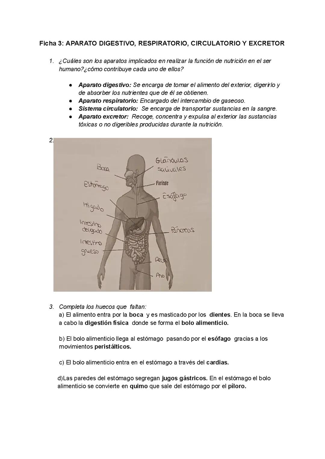 Aparato digestivo, respiratorio, circulatorio y excretor y sus enfermedades