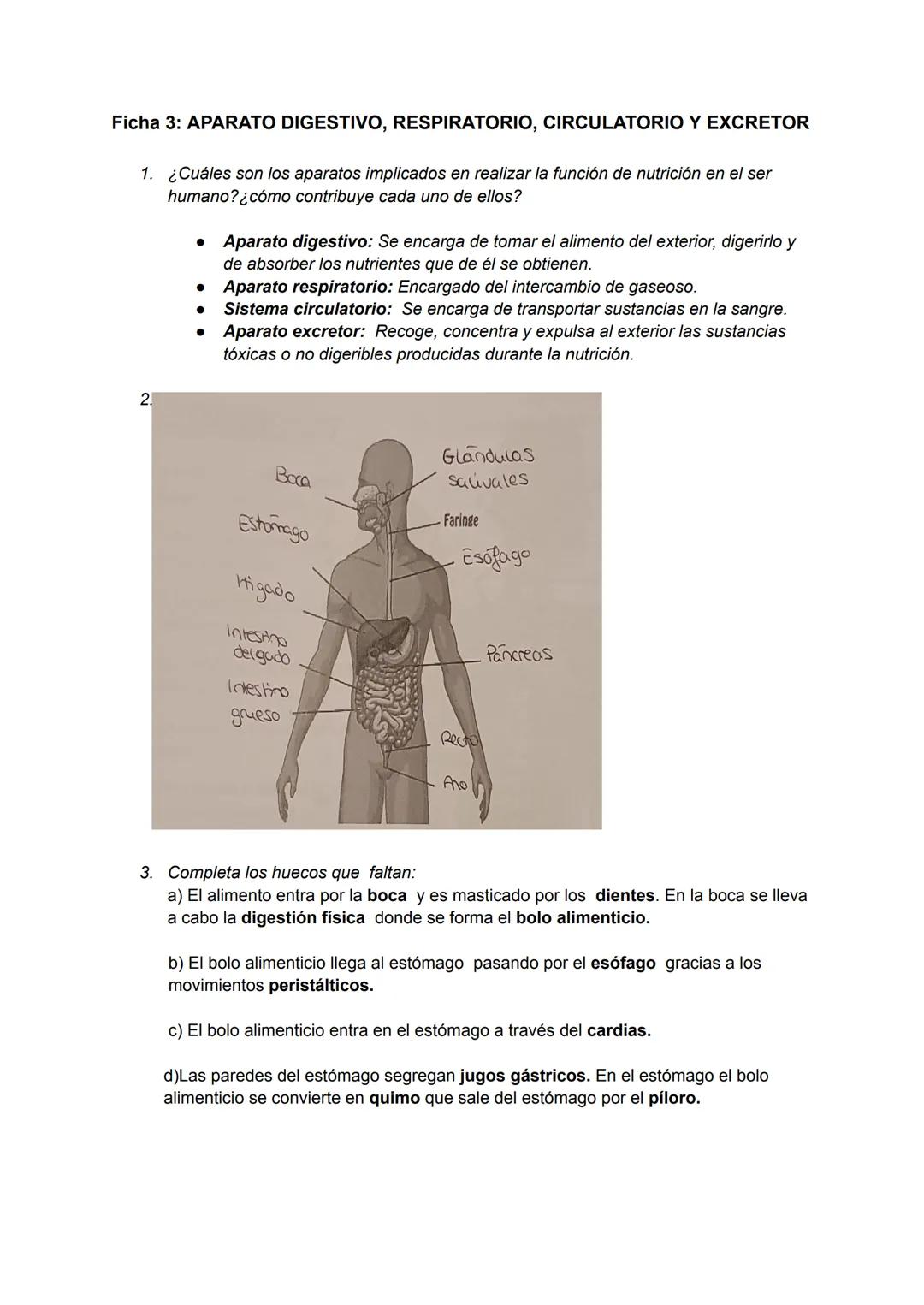 Ficha 3: APARATO DIGESTIVO, RESPIRATORIO, CIRCULATORIO Y EXCRETOR
1. ¿Cuáles son los aparatos implicados en realizar la función de nutrición