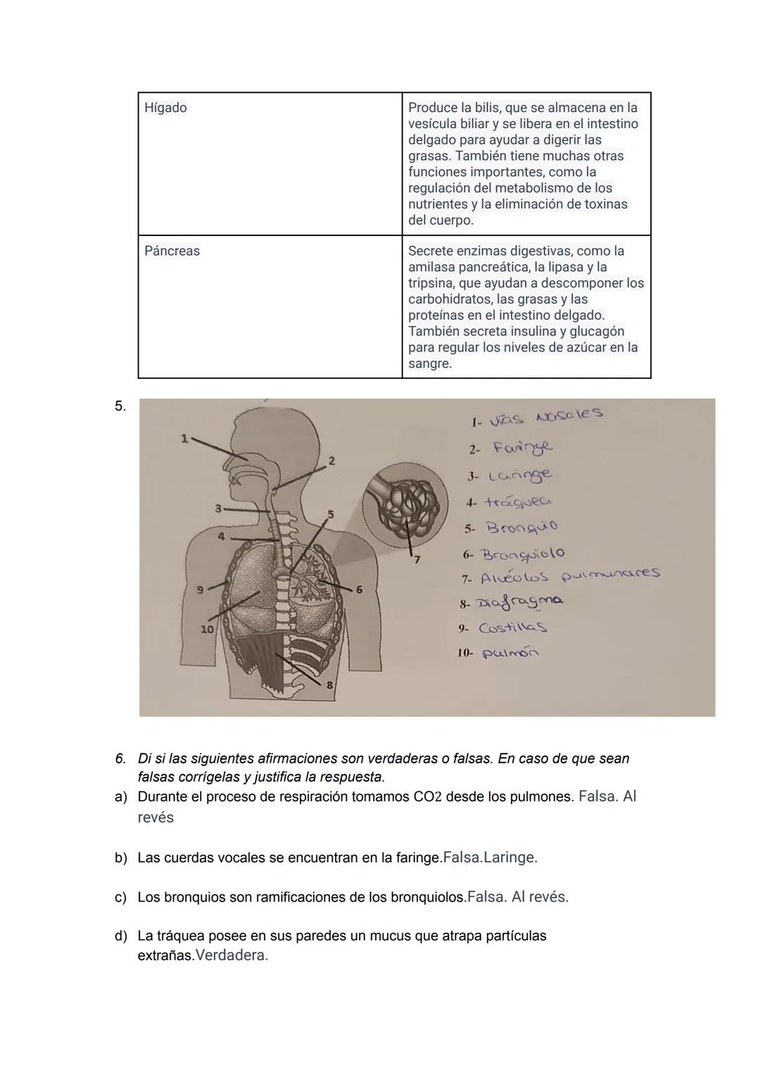 Ficha 3: APARATO DIGESTIVO, RESPIRATORIO, CIRCULATORIO Y EXCRETOR
1. ¿Cuáles son los aparatos implicados en realizar la función de nutrición