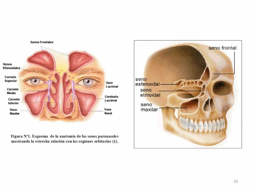 APARATO RESPIRATORIO
ANATOMÍA APLICADA
1º BACHILLERATO
1 El aparato respiratorio realiza las siguientes FUNCIONES:
Realiza el intercambio de