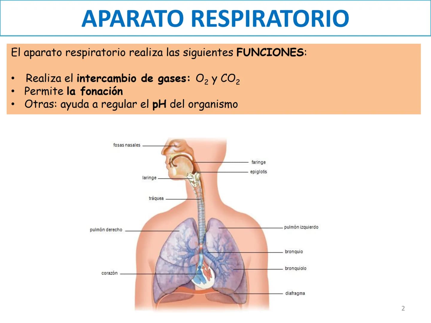 APARATO RESPIRATORIO
ANATOMÍA APLICADA
1º BACHILLERATO
1 El aparato respiratorio realiza las siguientes FUNCIONES:
Realiza el intercambio de
