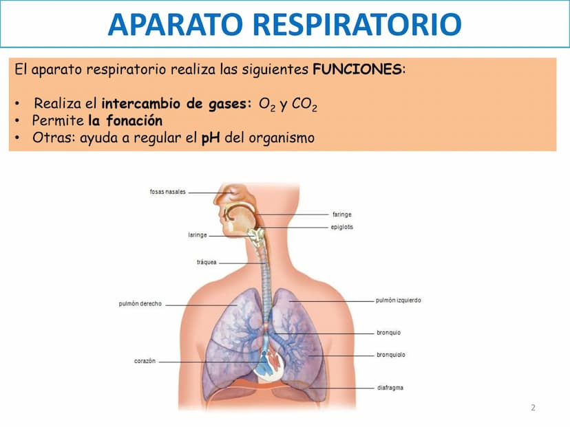 APARATO RESPIRATORIO
ANATOMÍA APLICADA
1º BACHILLERATO
1 El aparato respiratorio realiza las siguientes FUNCIONES:
Realiza el intercambio de