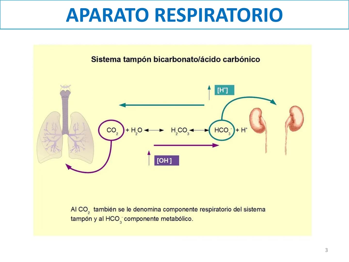 APARATO RESPIRATORIO
ANATOMÍA APLICADA
1º BACHILLERATO
1 El aparato respiratorio realiza las siguientes FUNCIONES:
Realiza el intercambio de