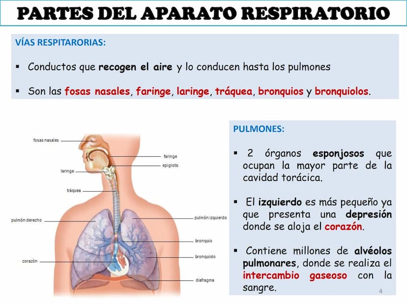 APARATO RESPIRATORIO
ANATOMÍA APLICADA
1º BACHILLERATO
1 El aparato respiratorio realiza las siguientes FUNCIONES:
Realiza el intercambio de