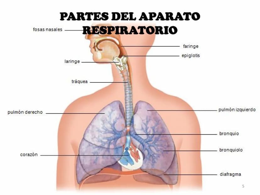 APARATO RESPIRATORIO
ANATOMÍA APLICADA
1º BACHILLERATO
1 El aparato respiratorio realiza las siguientes FUNCIONES:
Realiza el intercambio de