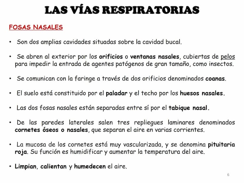 APARATO RESPIRATORIO
ANATOMÍA APLICADA
1º BACHILLERATO
1 El aparato respiratorio realiza las siguientes FUNCIONES:
Realiza el intercambio de