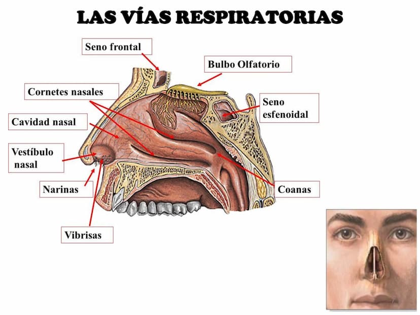 APARATO RESPIRATORIO
ANATOMÍA APLICADA
1º BACHILLERATO
1 El aparato respiratorio realiza las siguientes FUNCIONES:
Realiza el intercambio de