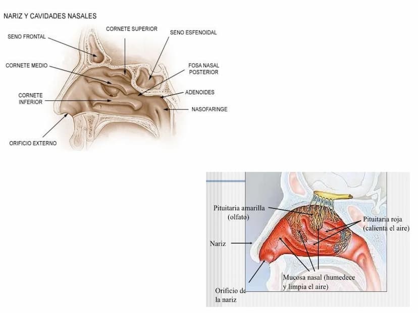 APARATO RESPIRATORIO
ANATOMÍA APLICADA
1º BACHILLERATO
1 El aparato respiratorio realiza las siguientes FUNCIONES:
Realiza el intercambio de