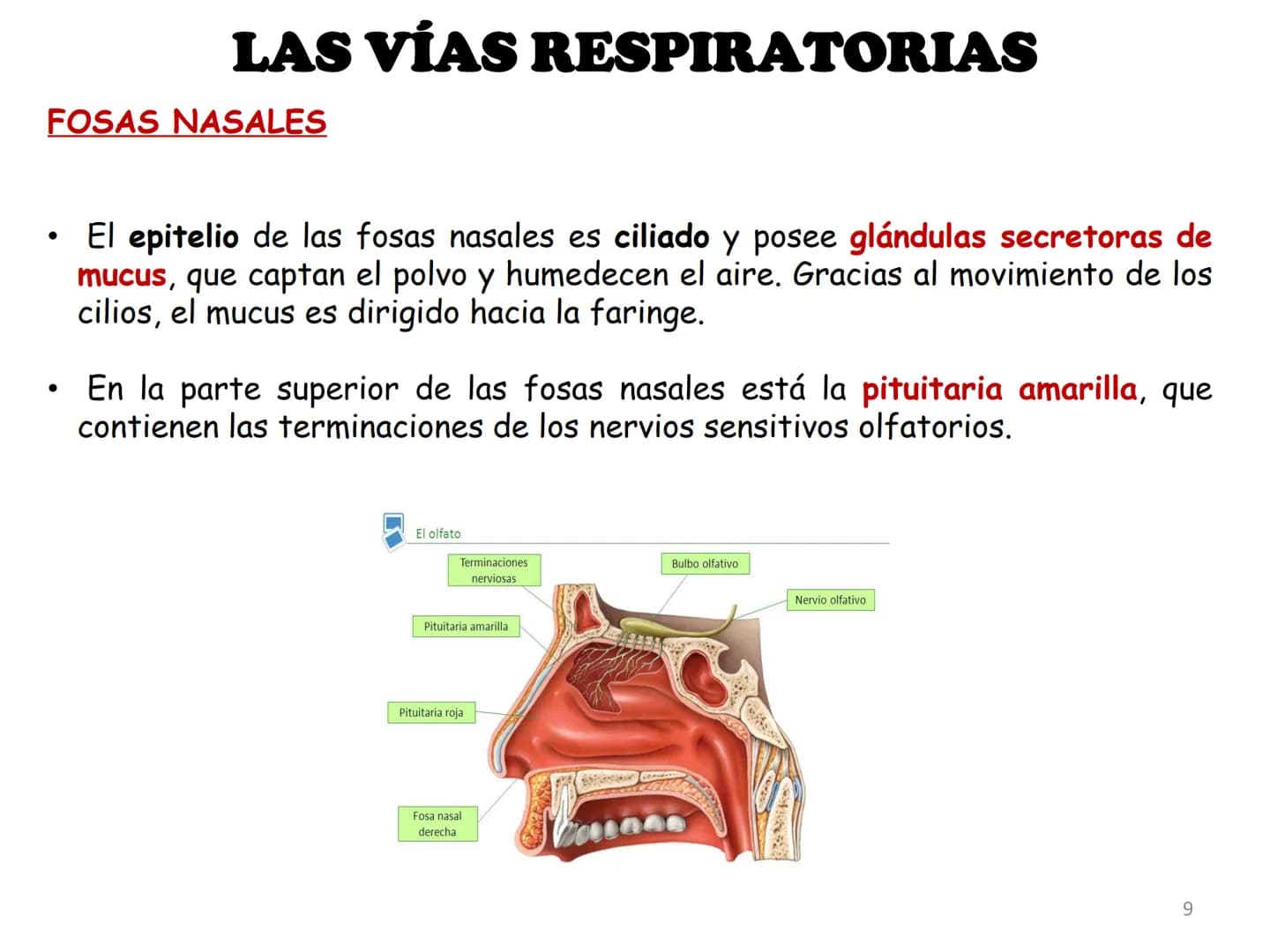 APARATO RESPIRATORIO
ANATOMÍA APLICADA
1º BACHILLERATO
1 El aparato respiratorio realiza las siguientes FUNCIONES:
Realiza el intercambio de