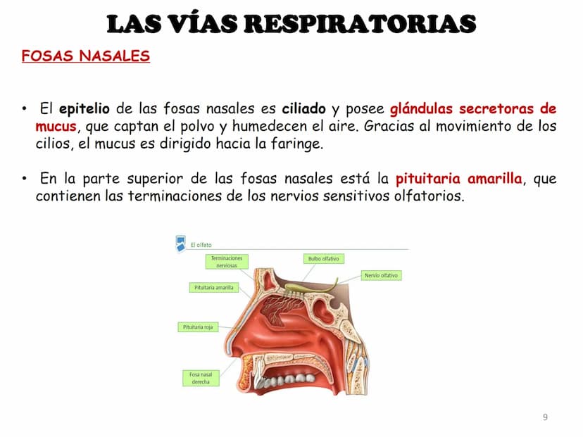 APARATO RESPIRATORIO
ANATOMÍA APLICADA
1º BACHILLERATO
1 El aparato respiratorio realiza las siguientes FUNCIONES:
Realiza el intercambio de