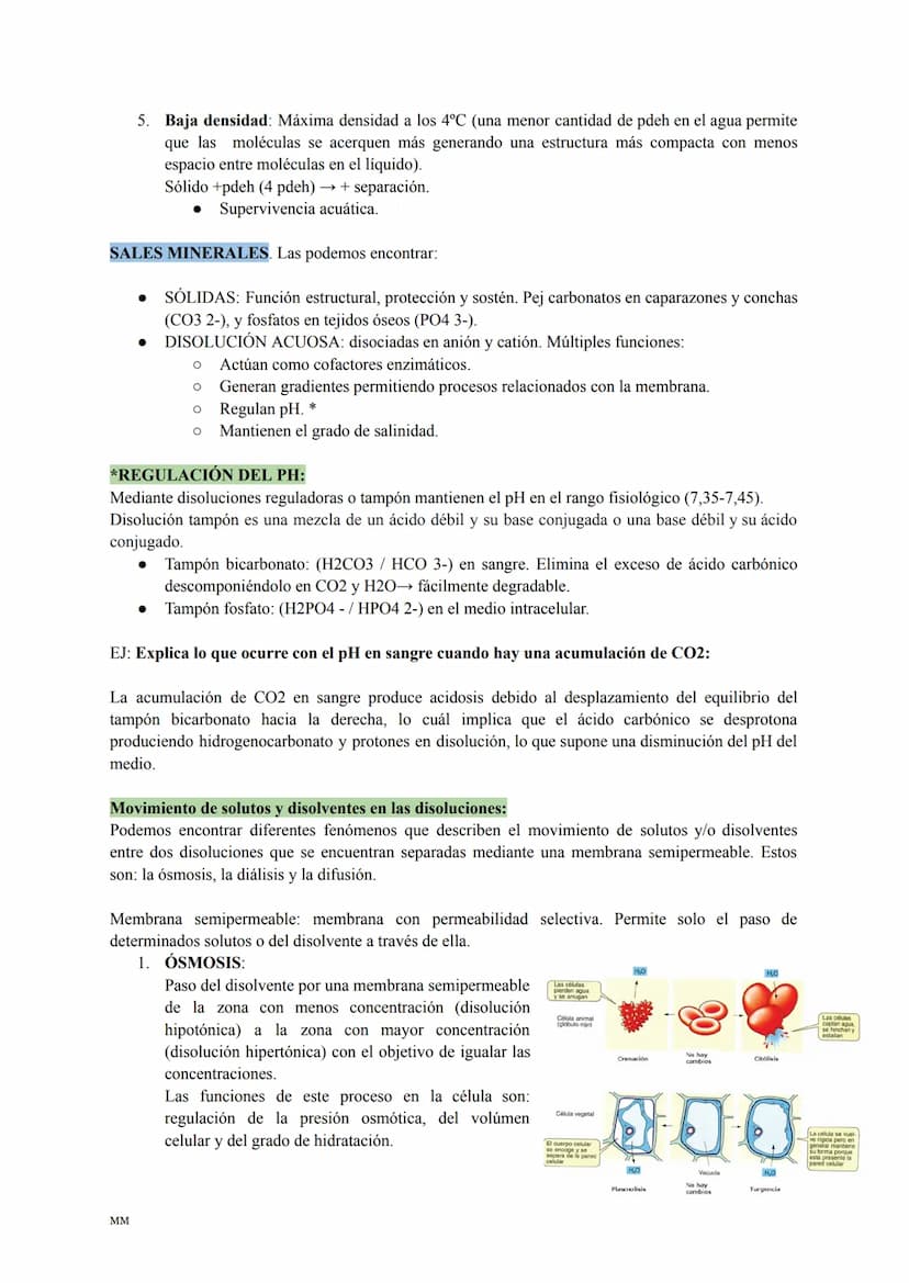 MM
BIOLOGÍA
PARA SACAR UN 10! BLOQUE I:
LA BASE MOLECULAR Y
FÍSICO-QUÍMICA DE LA VIDA
1. EL AGUA Y LAS SALES MINERALES.
MM
2. GLÚCIDOS Y LÍP