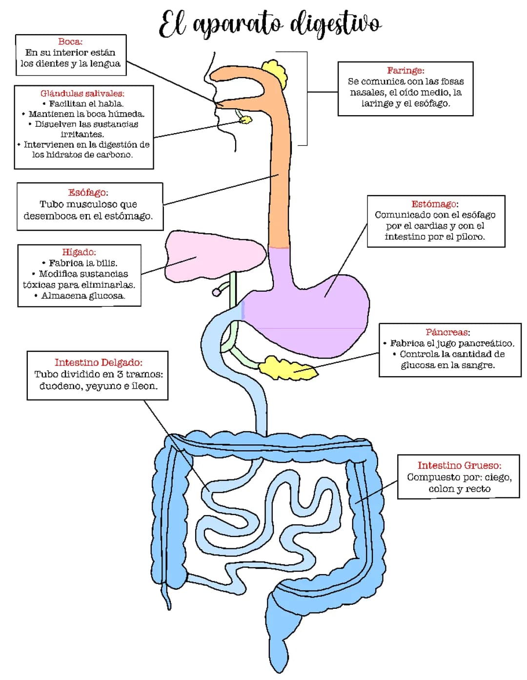 Partes y Funciones del Aparato Digestivo, Respiratorio y Circulatorio para Niños