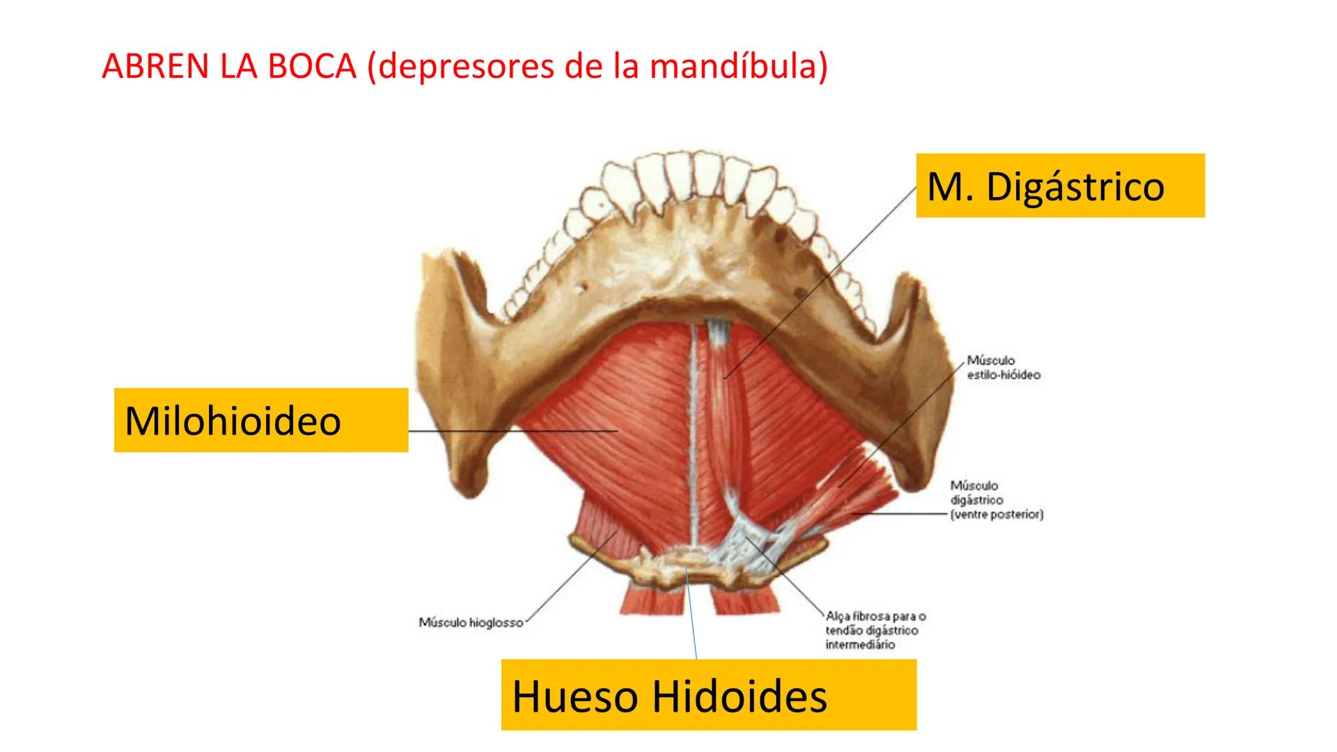 Francisco
deVitoria
T.A.O.
UD.2: Anatomía y función de la
región bucofacial (1) Francisco
deVitoria
Anatomía de la región bucofacial
La anat