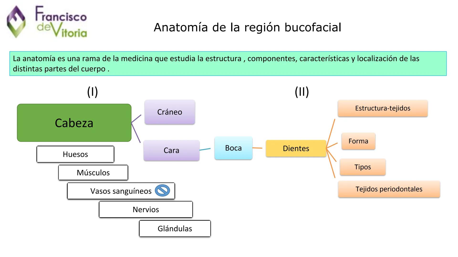 Francisco
deVitoria
T.A.O.
UD.2: Anatomía y función de la
región bucofacial (1) Francisco
deVitoria
Anatomía de la región bucofacial
La anat