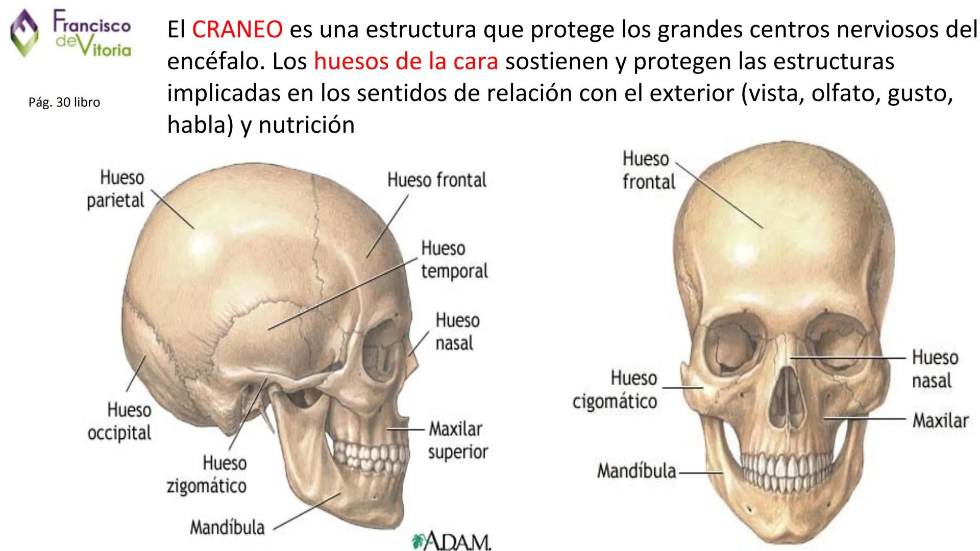 Francisco
deVitoria
T.A.O.
UD.2: Anatomía y función de la
región bucofacial (1) Francisco
deVitoria
Anatomía de la región bucofacial
La anat