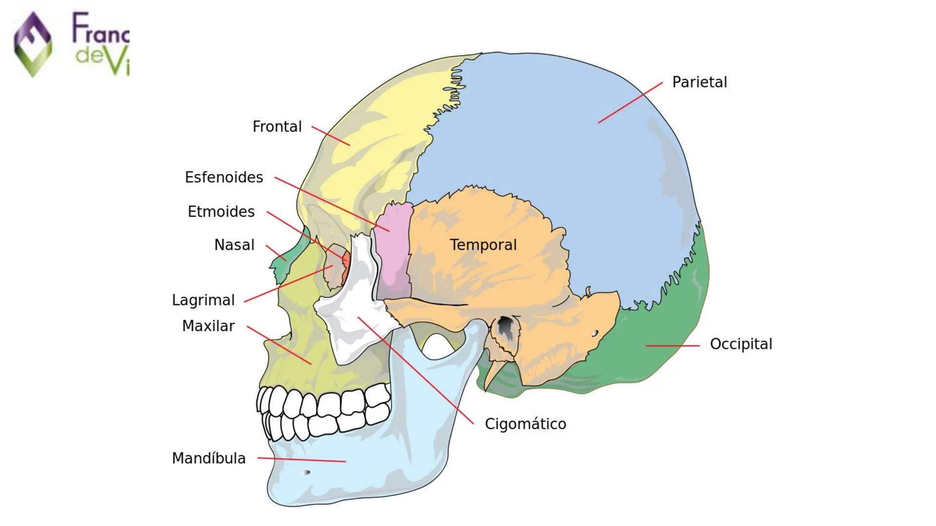 Francisco
deVitoria
T.A.O.
UD.2: Anatomía y función de la
región bucofacial (1) Francisco
deVitoria
Anatomía de la región bucofacial
La anat