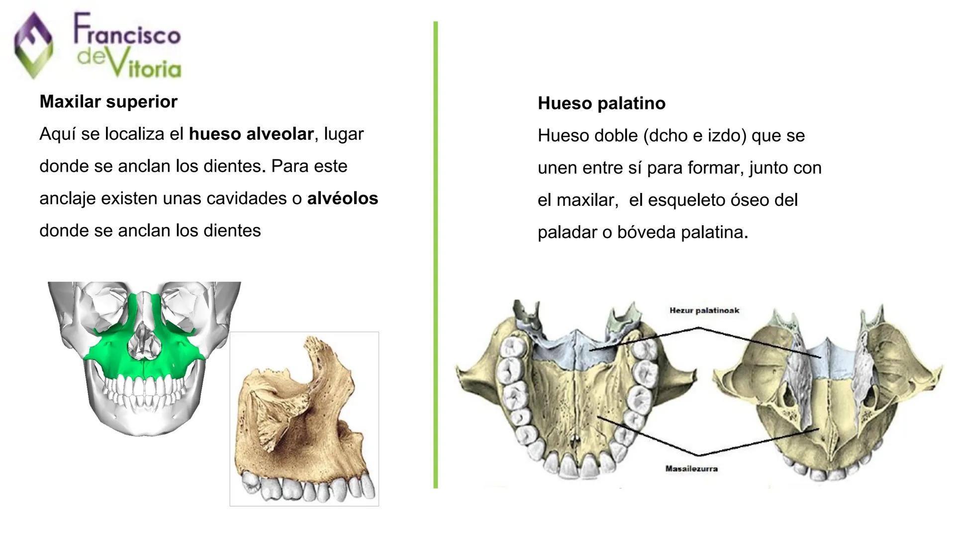 Francisco
deVitoria
T.A.O.
UD.2: Anatomía y función de la
región bucofacial (1) Francisco
deVitoria
Anatomía de la región bucofacial
La anat
