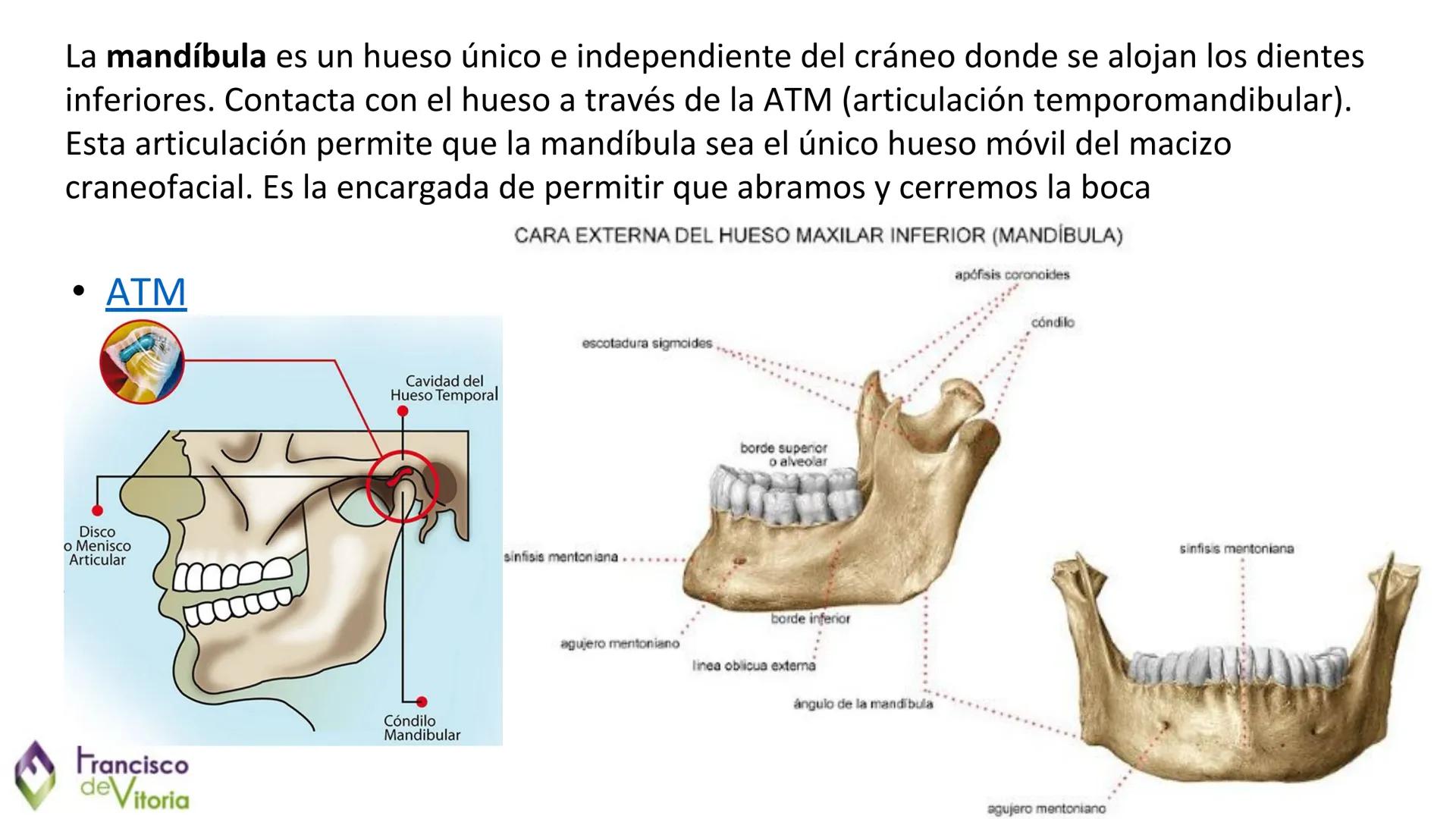 Francisco
deVitoria
T.A.O.
UD.2: Anatomía y función de la
región bucofacial (1) Francisco
deVitoria
Anatomía de la región bucofacial
La anat