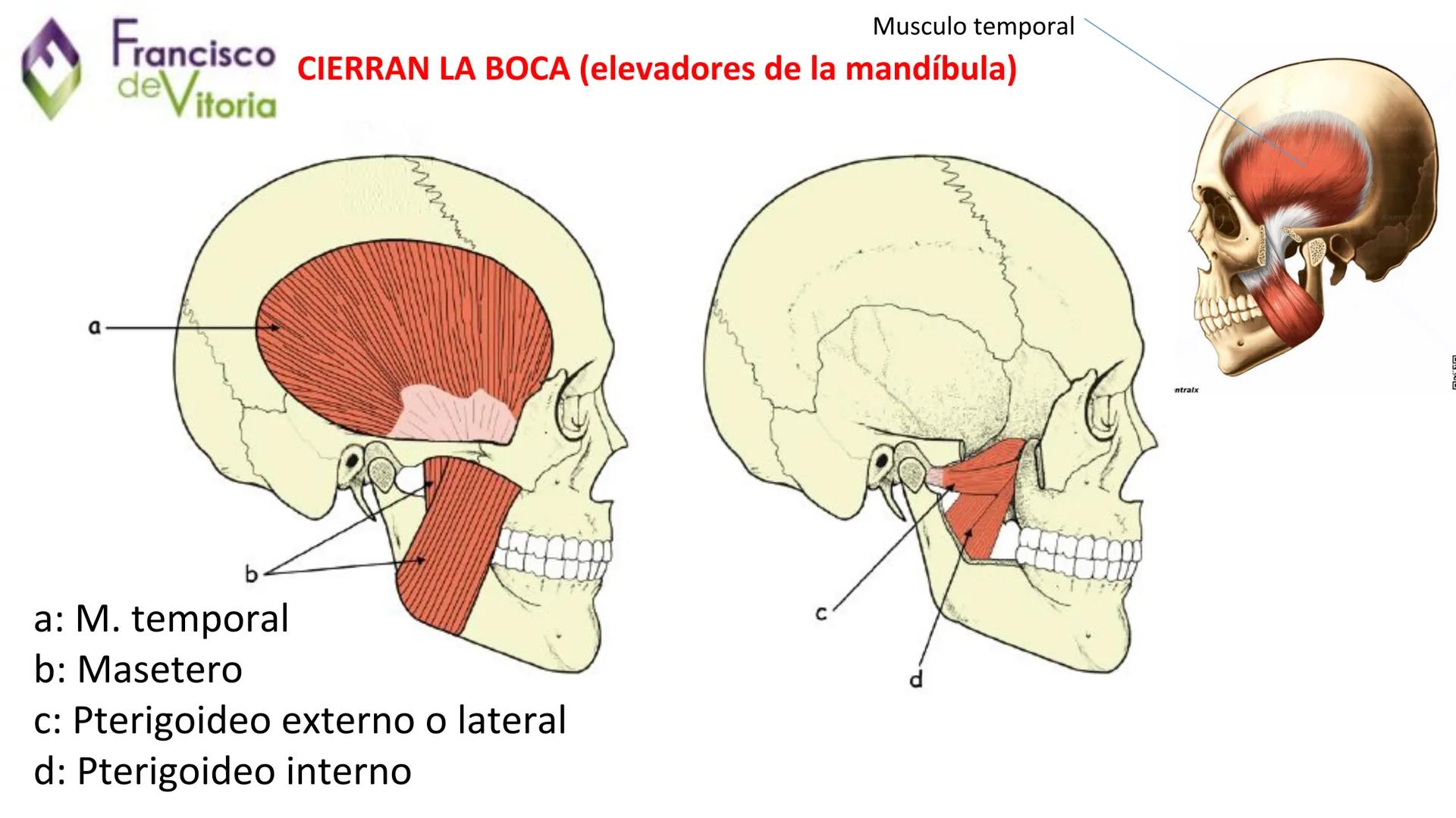Francisco
deVitoria
T.A.O.
UD.2: Anatomía y función de la
región bucofacial (1) Francisco
deVitoria
Anatomía de la región bucofacial
La anat