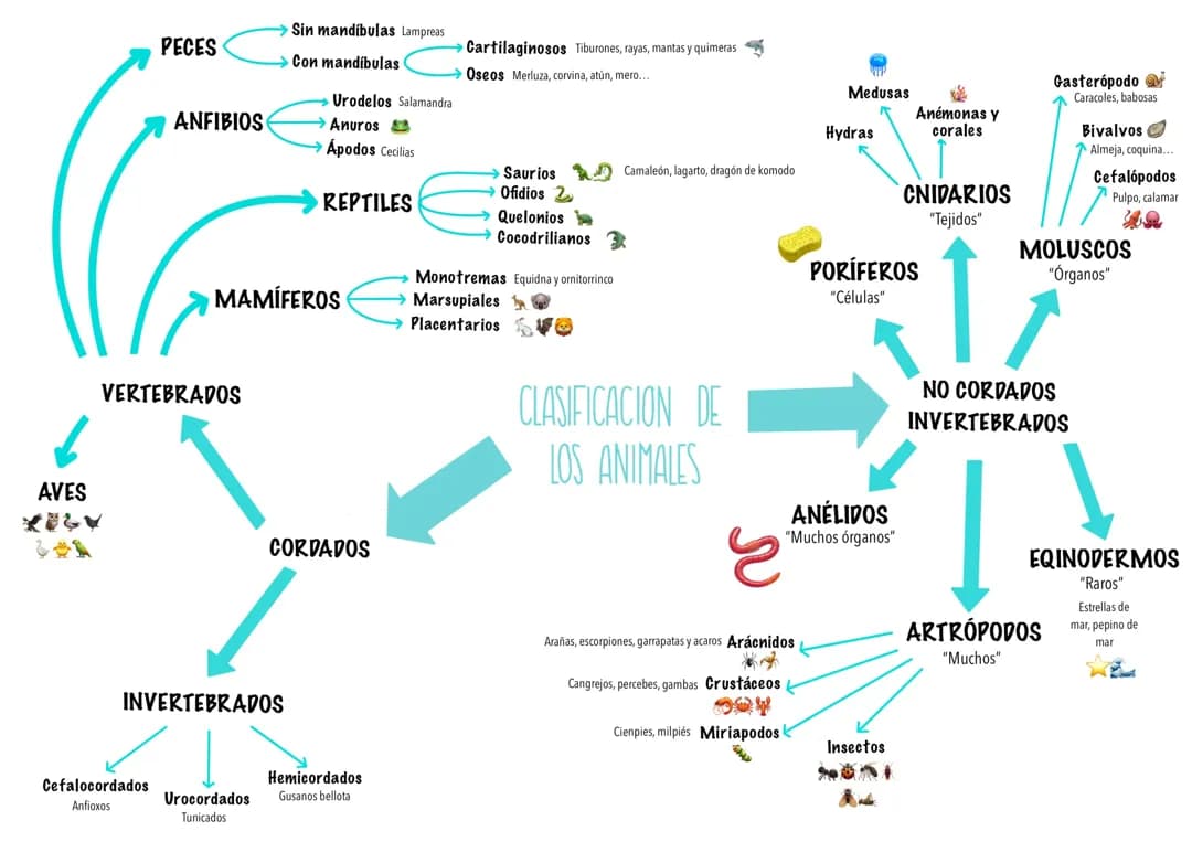 Esquema clasificación de los animales. 
