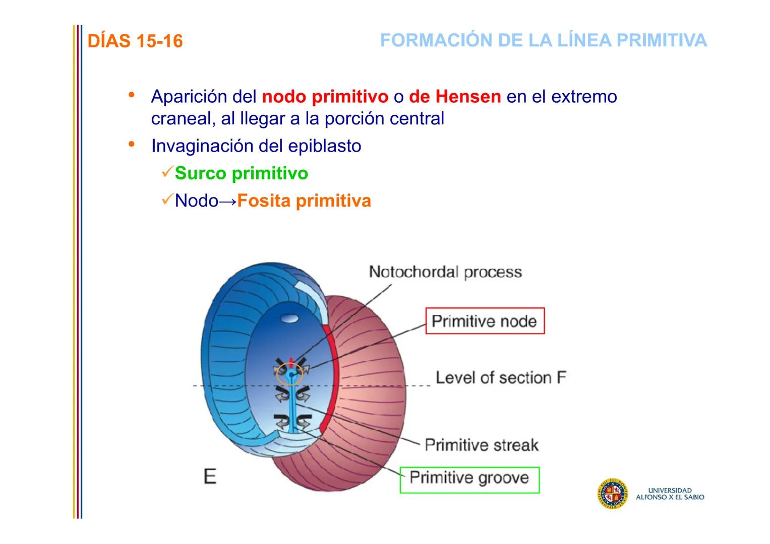 EMBRIOLOGÍA
TEMA 5
TERCERA SEMANA DEL DESARROLLO
FORMACIÓN DEL DISCO
TRILAMINAR
(GASTRULACIÓN)
PROF. DRA. M. ENCARNACIÓN FERNÁNDEZ CONTRERAS