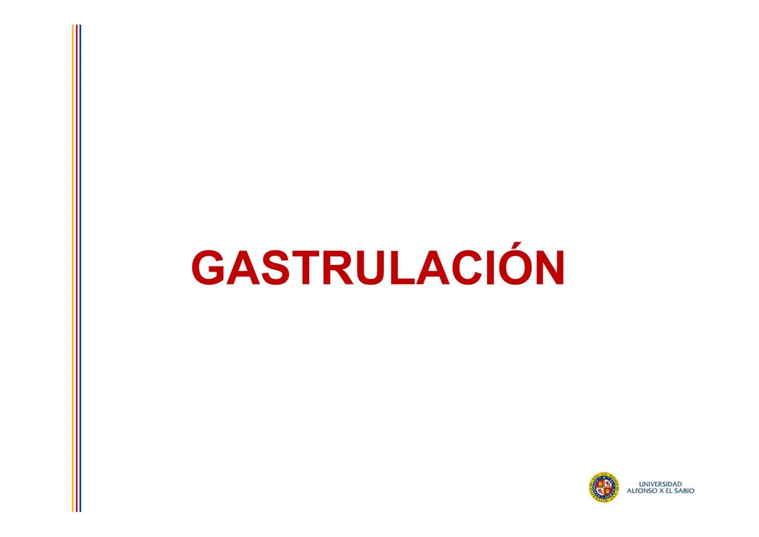 EMBRIOLOGÍA
TEMA 5
TERCERA SEMANA DEL DESARROLLO
FORMACIÓN DEL DISCO
TRILAMINAR
(GASTRULACIÓN)
PROF. DRA. M. ENCARNACIÓN FERNÁNDEZ CONTRERAS