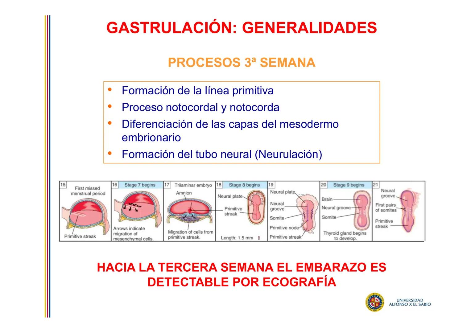 EMBRIOLOGÍA
TEMA 5
TERCERA SEMANA DEL DESARROLLO
FORMACIÓN DEL DISCO
TRILAMINAR
(GASTRULACIÓN)
PROF. DRA. M. ENCARNACIÓN FERNÁNDEZ CONTRERAS