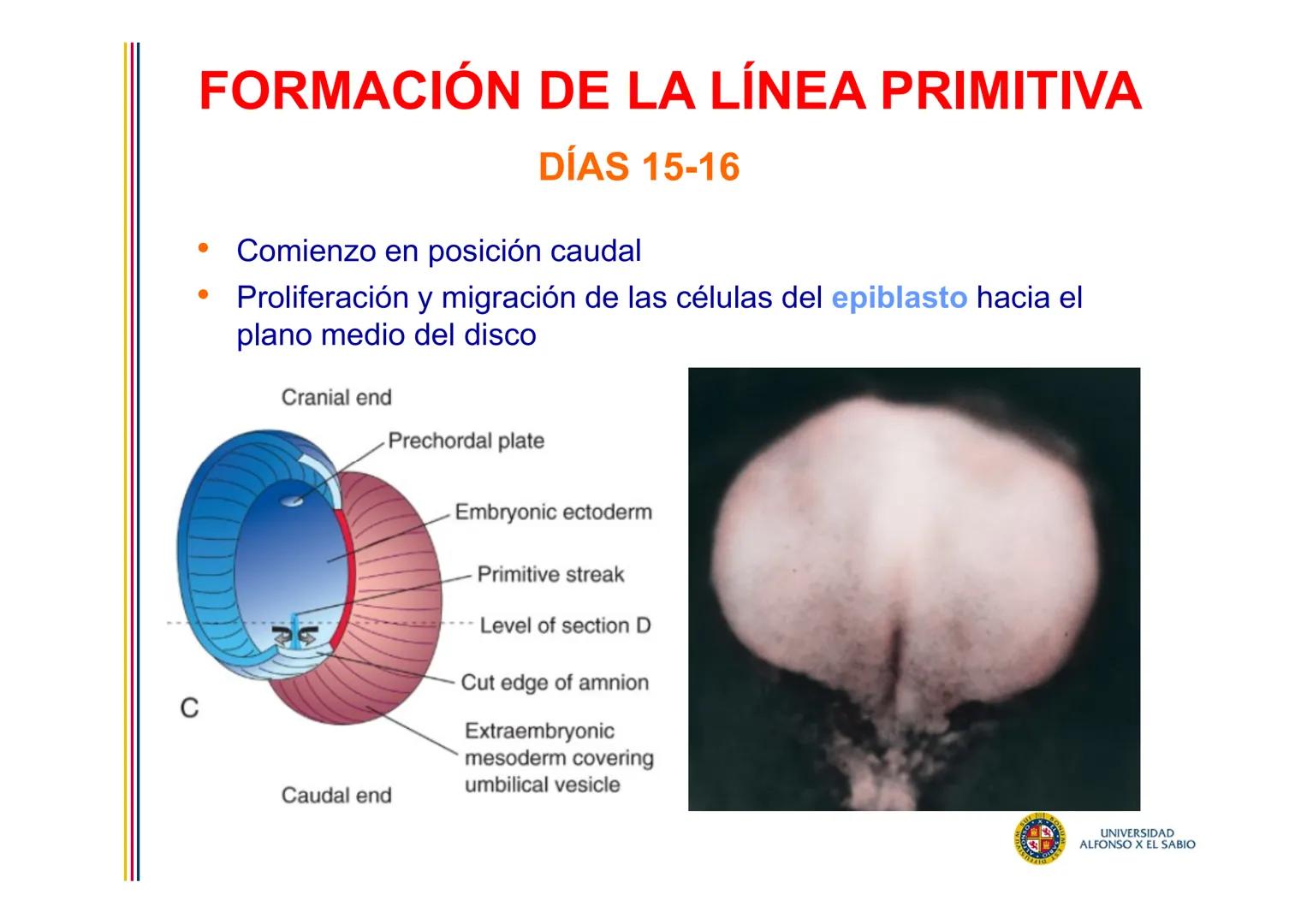 EMBRIOLOGÍA
TEMA 5
TERCERA SEMANA DEL DESARROLLO
FORMACIÓN DEL DISCO
TRILAMINAR
(GASTRULACIÓN)
PROF. DRA. M. ENCARNACIÓN FERNÁNDEZ CONTRERAS