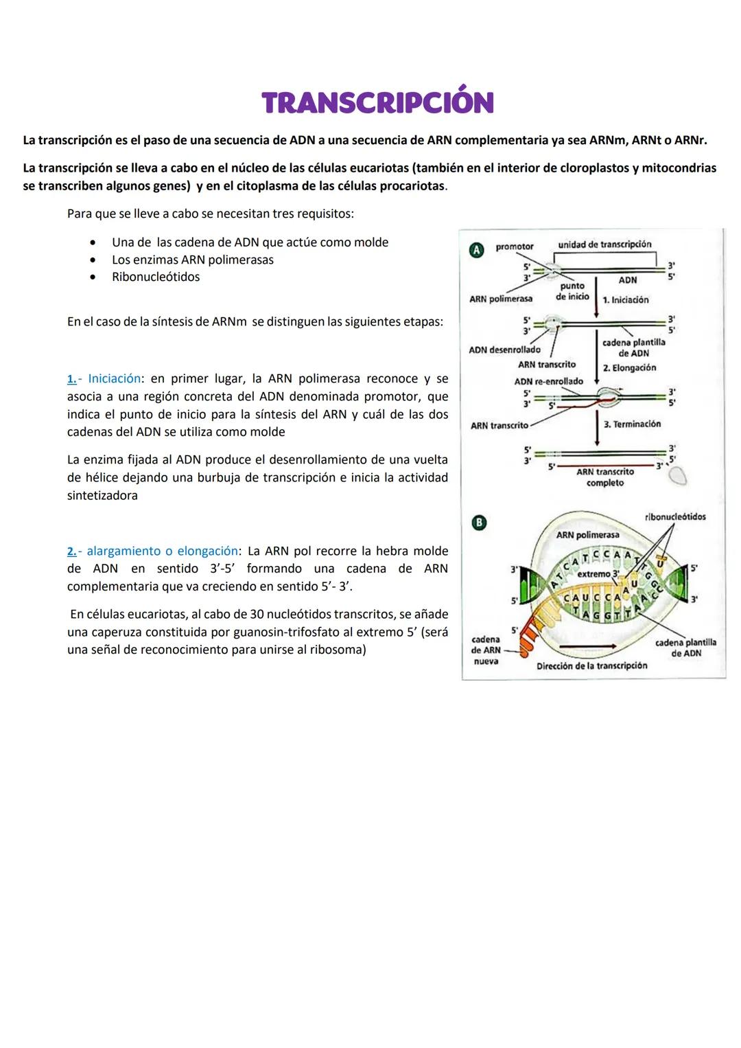 TRANSCRIPCIÓN
La transcripción es el paso de una secuencia de ADN a una secuencia de ARN complementaria ya sea ARNm, ARNt o ARNr.
La transcr