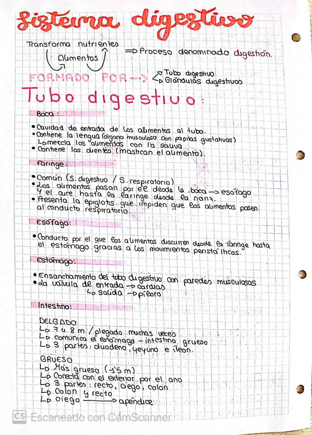 Sistema digestive
=D Proceso denominado digestion.
Transforma nutrientes
La
Tubo
FORMADO POR - andige ugestivos
Tubo digestiv o
Boca:
Aument