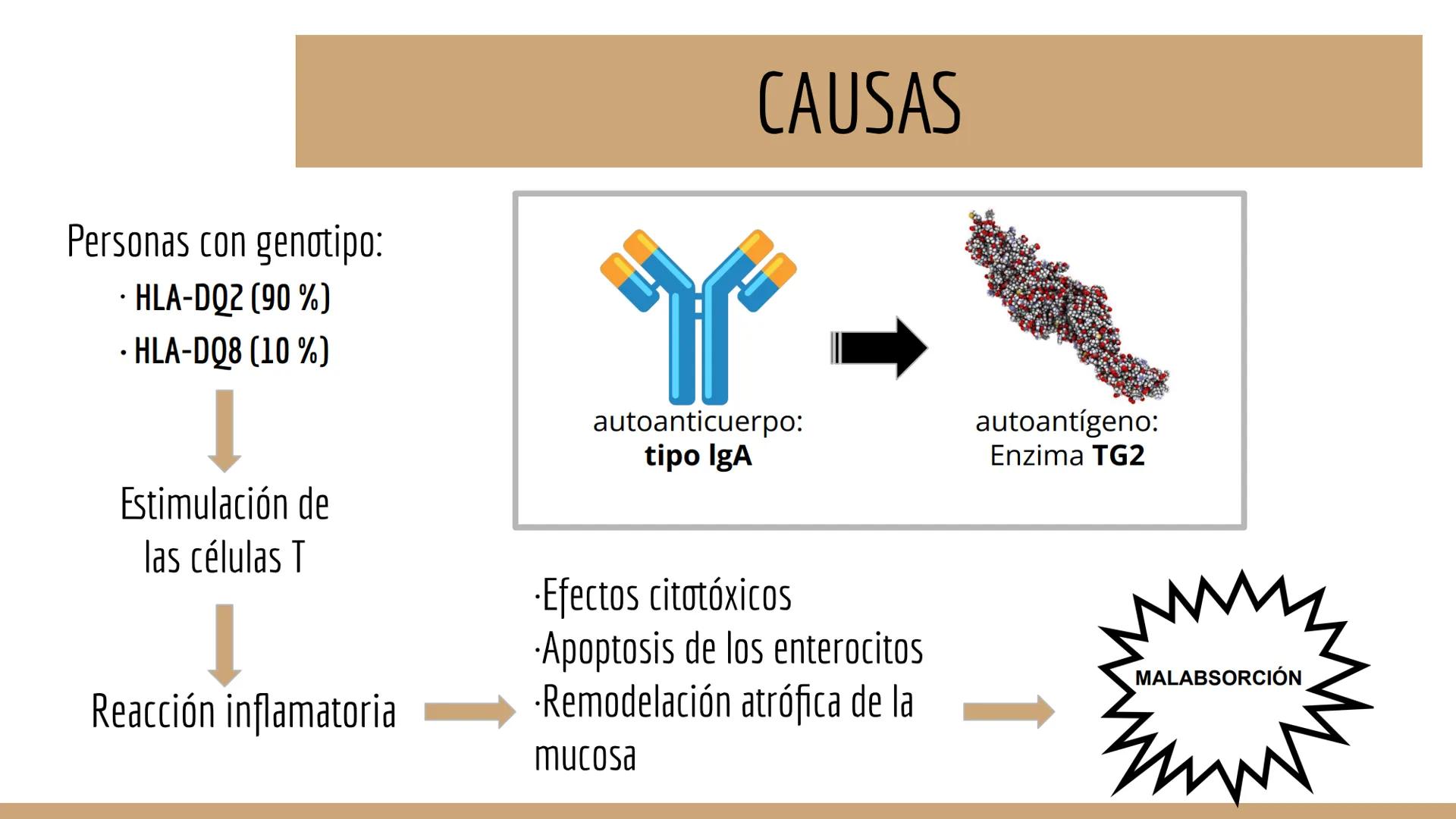 CELIAQUÍA ÍNDICE
1. ¿Qué es la enfermedad celíaca?
2. Diagnóstico de la EC
3. Incidencia
4. Síntomas, factores ambientales y epidemiología
5