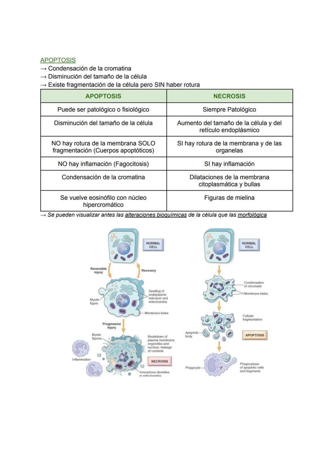 RESPUESTAS CELULARES ANTE EL ESTRÉS Y AGRESIONES EXTERNAS:
ADAPTACIÓN, LESIÓN Y MUERTE CELULAR (I) Y (II). TEMA 1
→ Las células mantienen un