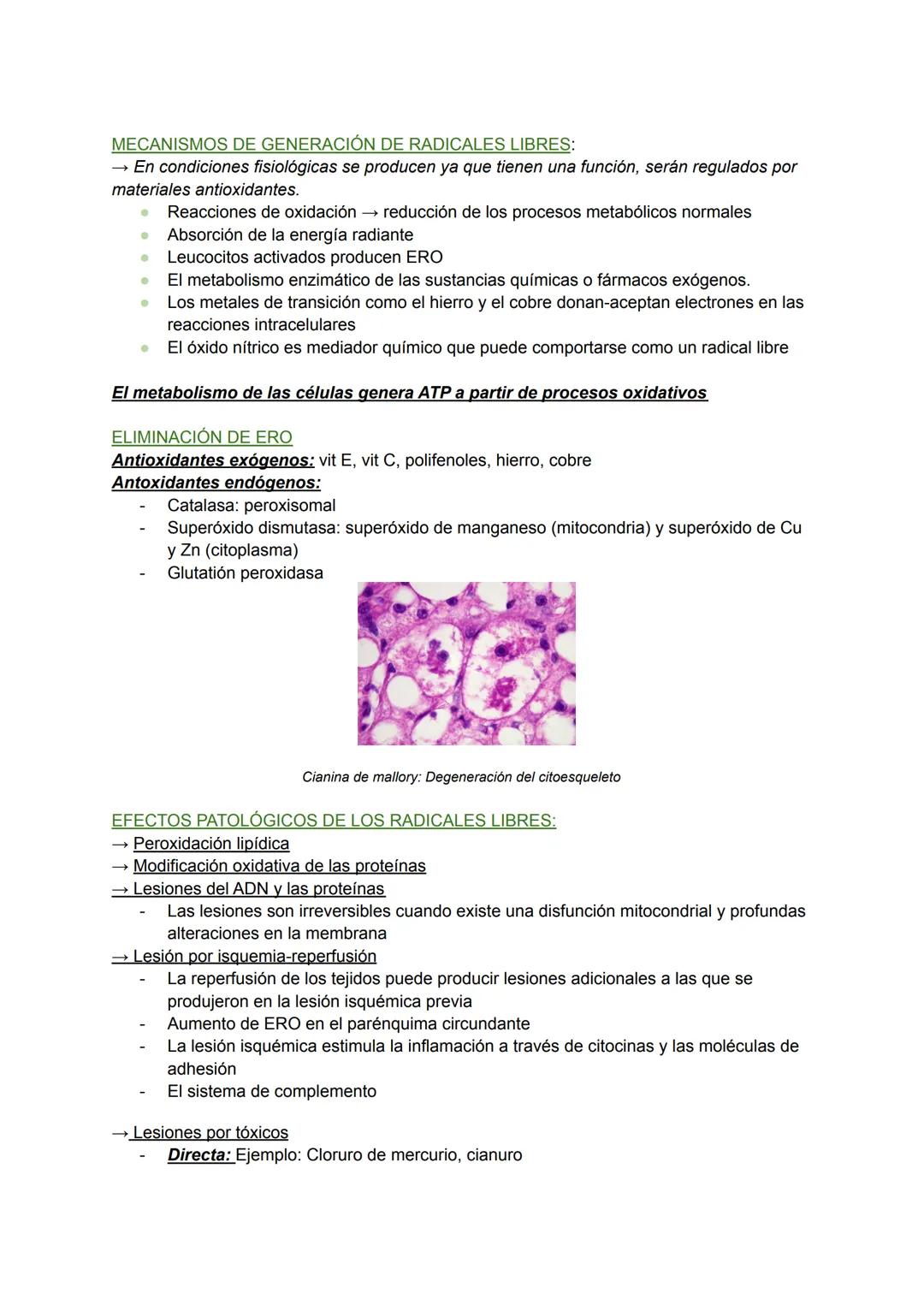 RESPUESTAS CELULARES ANTE EL ESTRÉS Y AGRESIONES EXTERNAS:
ADAPTACIÓN, LESIÓN Y MUERTE CELULAR (I) Y (II). TEMA 1
→ Las células mantienen un