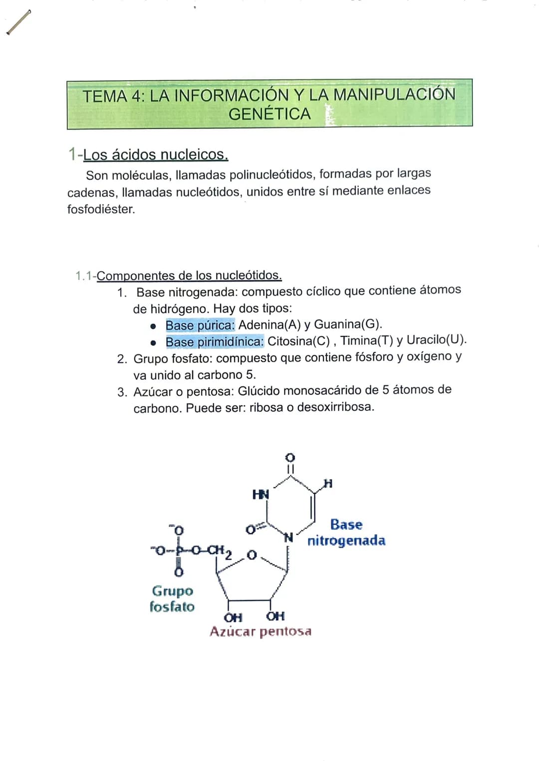 TEMA 4: LA INFORMACIÓN Y LA MANIPULACIÓN
GENÉTICA
1-Los ácidos nucleicos.
Son moléculas, llamadas polinucleótidos, formadas por largas
caden