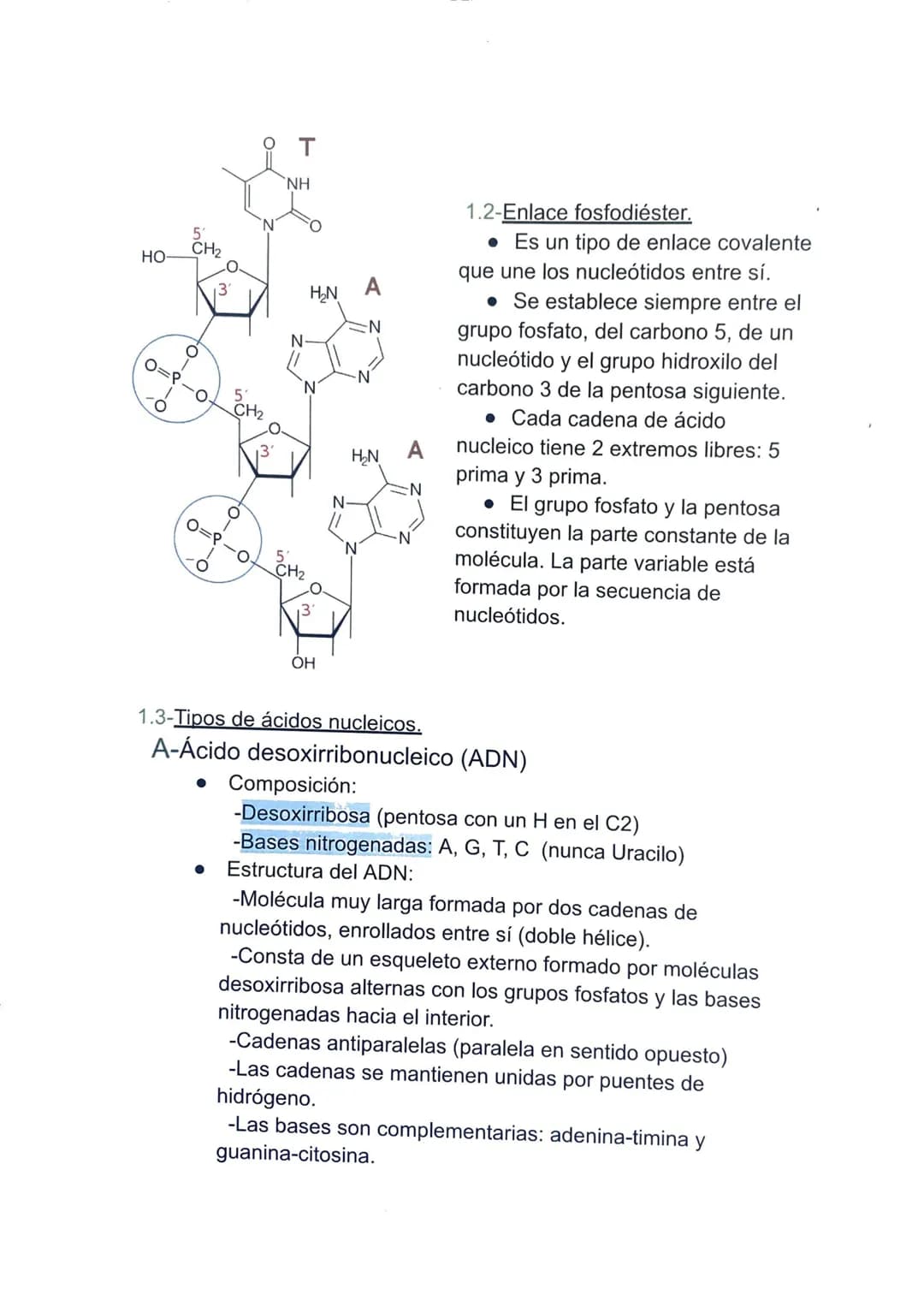 TEMA 4: LA INFORMACIÓN Y LA MANIPULACIÓN
GENÉTICA
1-Los ácidos nucleicos.
Son moléculas, llamadas polinucleótidos, formadas por largas
caden