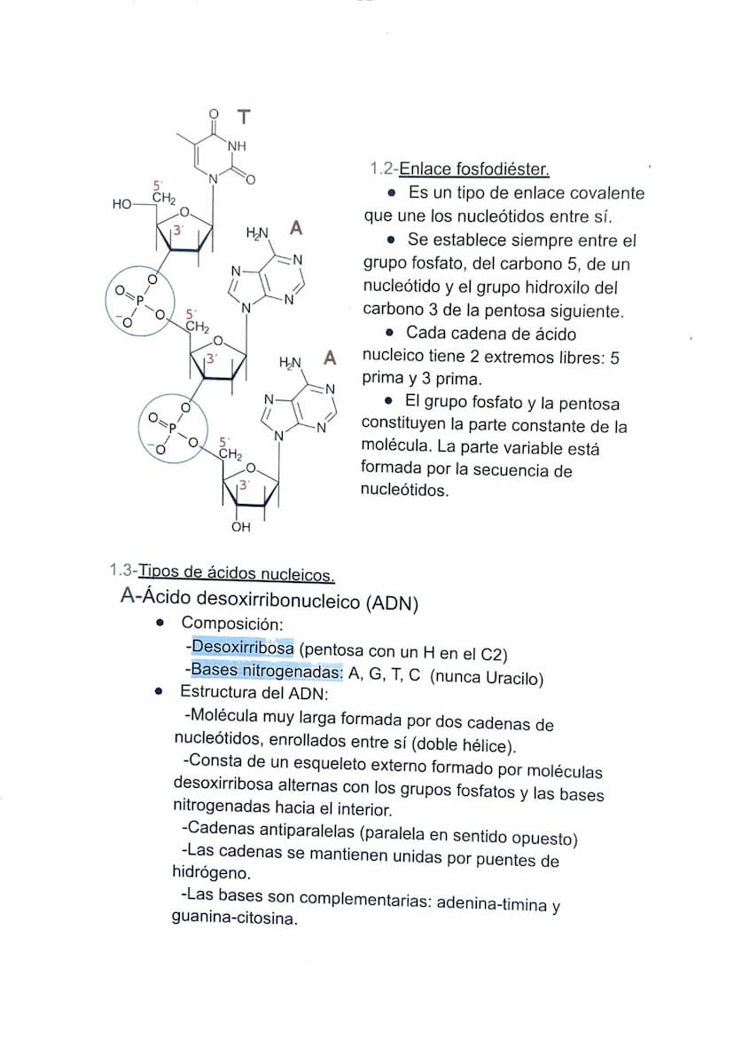 TEMA 4: LA INFORMACIÓN Y LA MANIPULACIÓN
GENÉTICA
1-Los ácidos nucleicos.
Son moléculas, llamadas polinucleótidos, formadas por largas
caden
