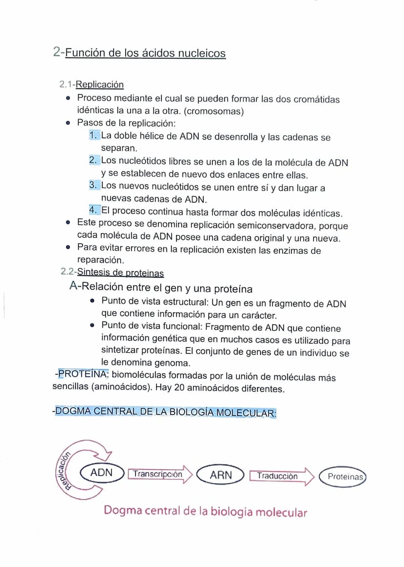 TEMA 4: LA INFORMACIÓN Y LA MANIPULACIÓN
GENÉTICA
1-Los ácidos nucleicos.
Son moléculas, llamadas polinucleótidos, formadas por largas
caden