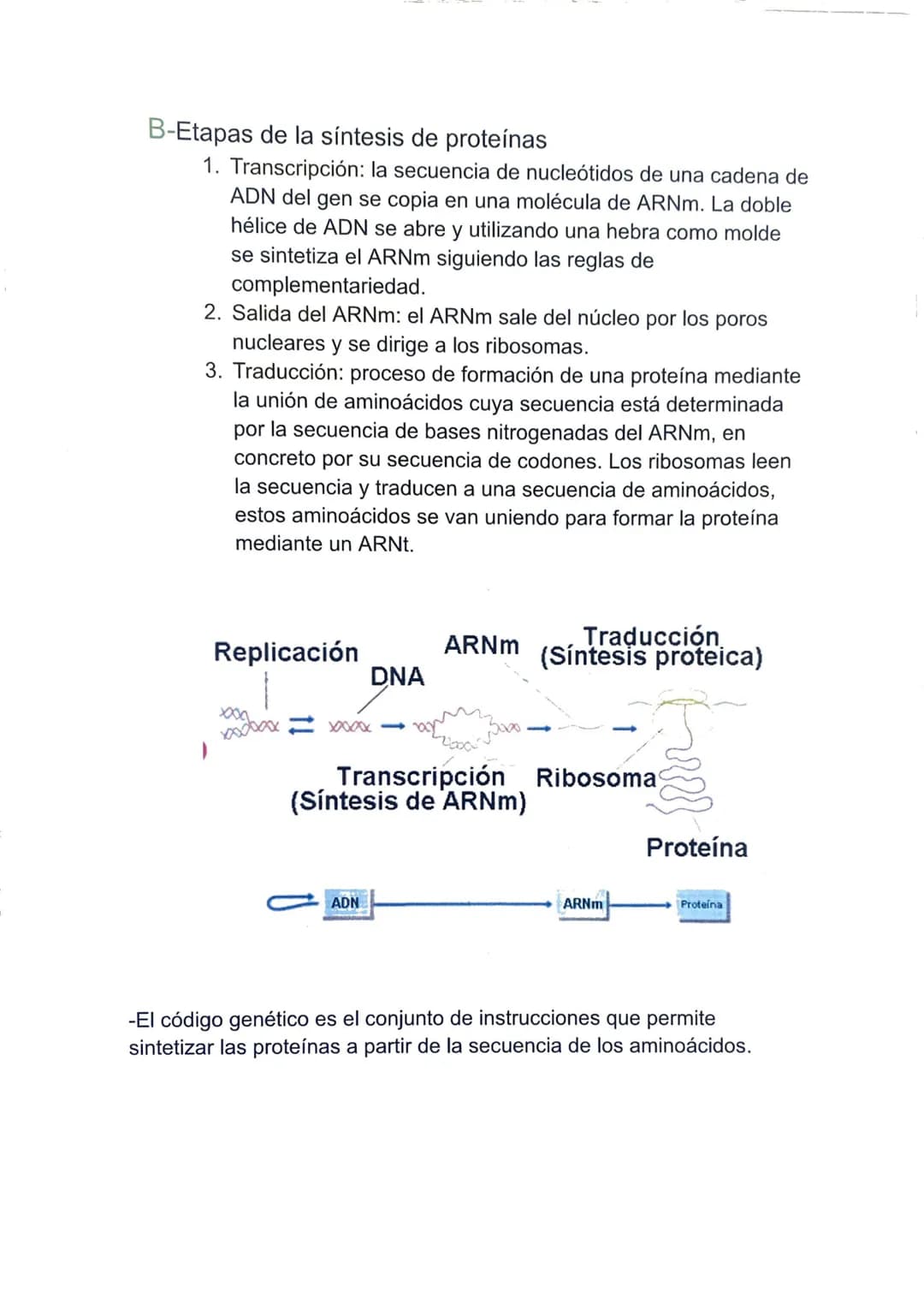 TEMA 4: LA INFORMACIÓN Y LA MANIPULACIÓN
GENÉTICA
1-Los ácidos nucleicos.
Son moléculas, llamadas polinucleótidos, formadas por largas
caden