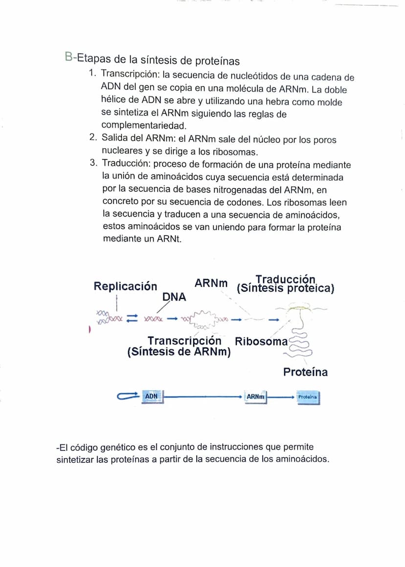 TEMA 4: LA INFORMACIÓN Y LA MANIPULACIÓN
GENÉTICA
1-Los ácidos nucleicos.
Son moléculas, llamadas polinucleótidos, formadas por largas
caden
