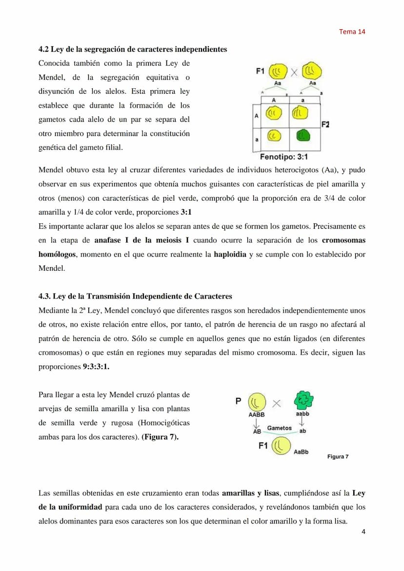 Tema 14 Genética Mendeliana
1. Concepto de genética
Tema 14
La Genética es la parte de la biología que estudia los mecanismos y circunstanci