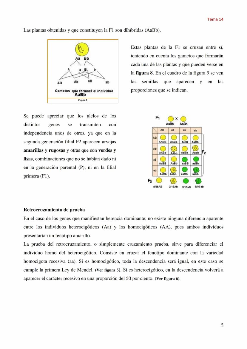 Tema 14 Genética Mendeliana
1. Concepto de genética
Tema 14
La Genética es la parte de la biología que estudia los mecanismos y circunstanci