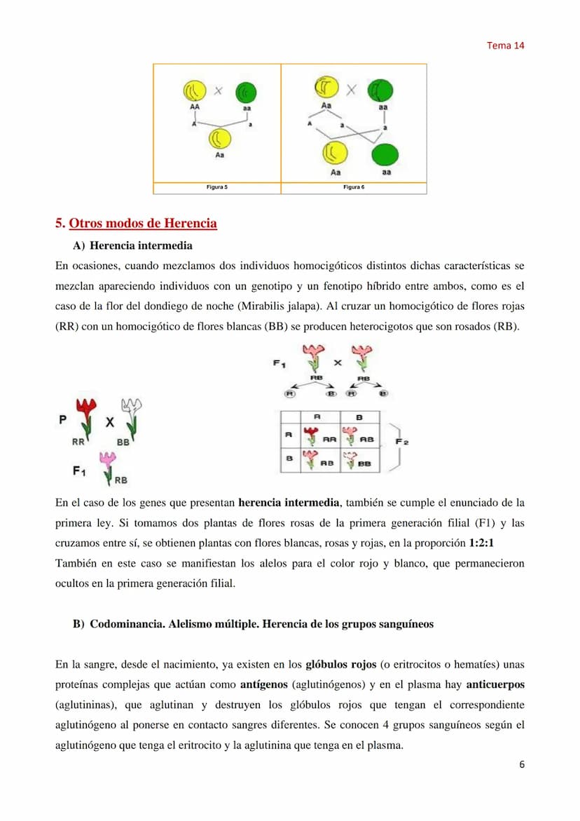Tema 14 Genética Mendeliana
1. Concepto de genética
Tema 14
La Genética es la parte de la biología que estudia los mecanismos y circunstanci
