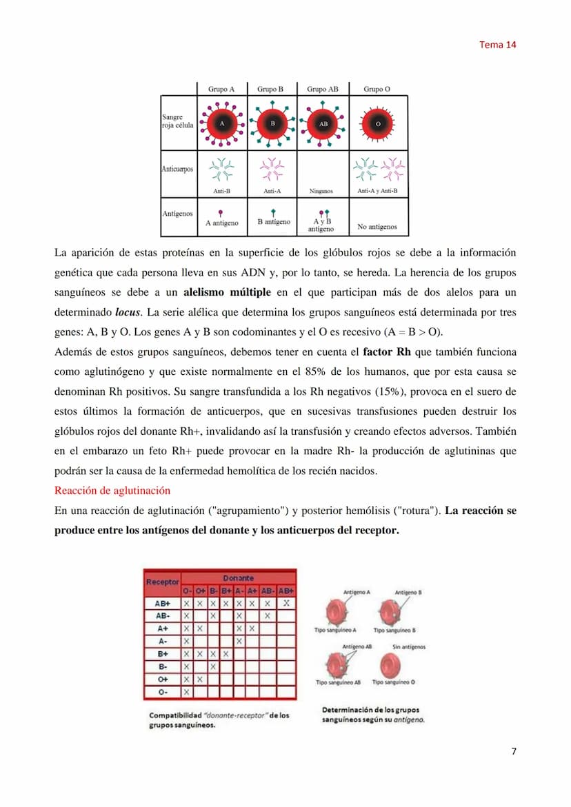Tema 14 Genética Mendeliana
1. Concepto de genética
Tema 14
La Genética es la parte de la biología que estudia los mecanismos y circunstanci
