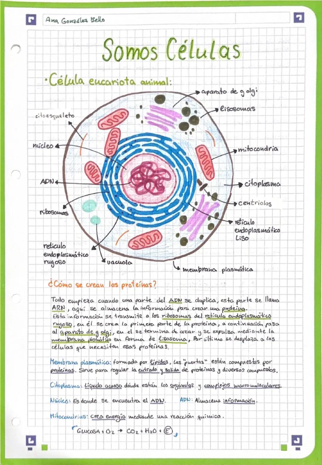 Estructura y Función de la Célula Eucariota Animal