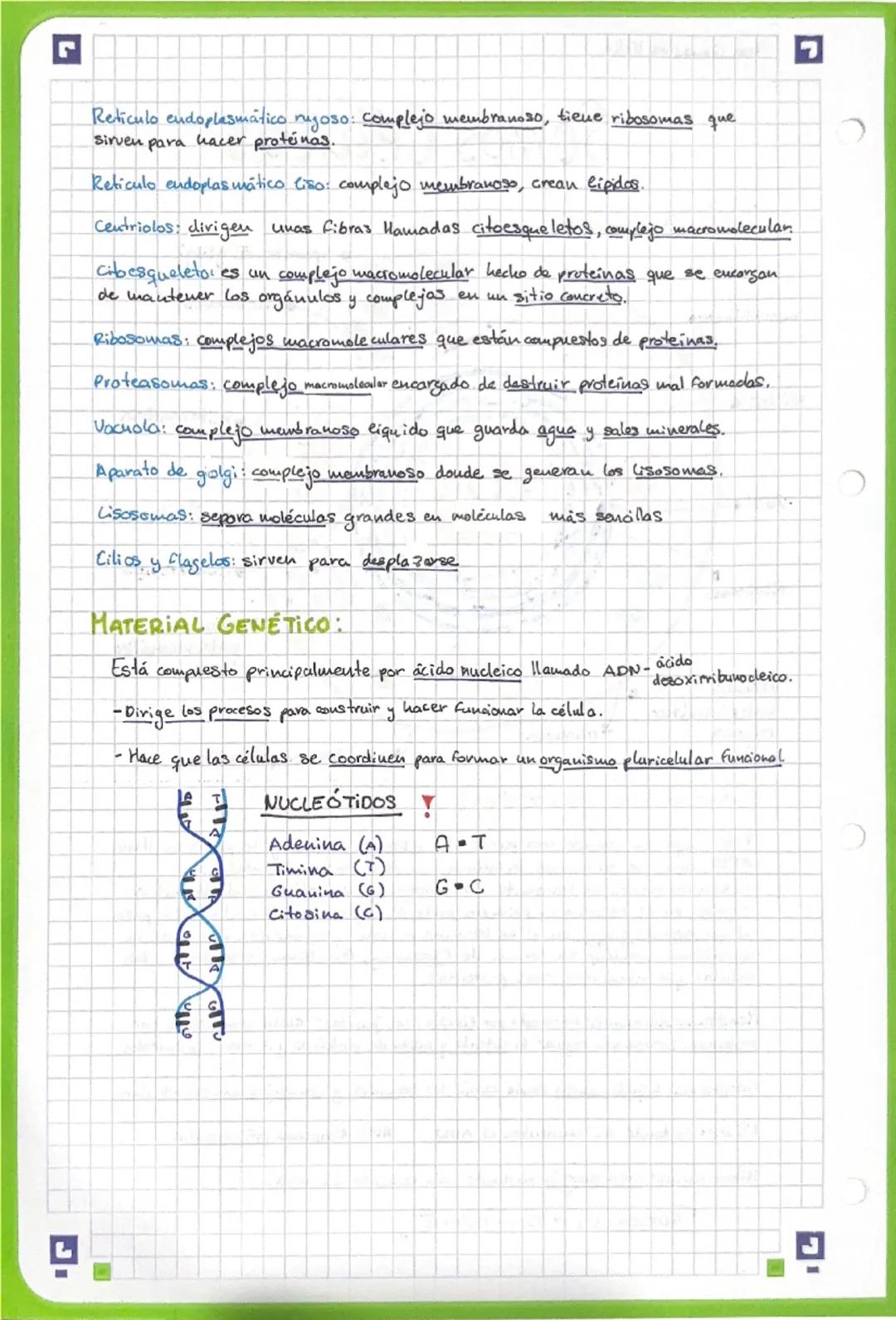 Ana González Bello

# Somos Células

- Célula eucariota animal:

aparato de g olgi
lisosomas
citoesqueleto
núcleo
ADN 4
ribosomas

mitocondr